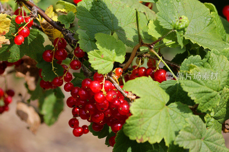 夏天的水果和蔬菜花园，在阳光下生长着红醋栗(ribes rubrum)，茎/叶上挂着一串串成熟的红色浆果，夏天的水果与醋栗/醋栗科有关